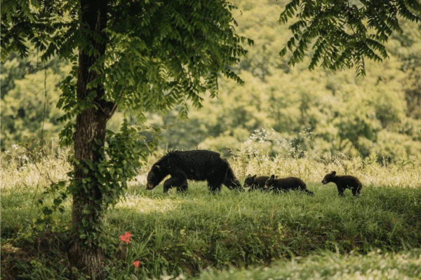 Lake Tahoe Bear Safety