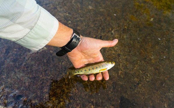 Lake Tahoe Fish