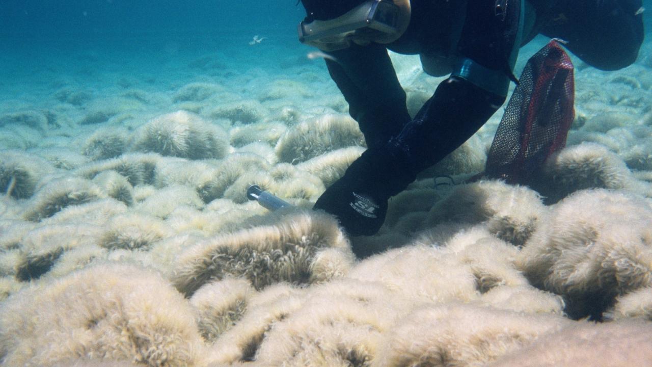 TERC Algae Blooms Lecture