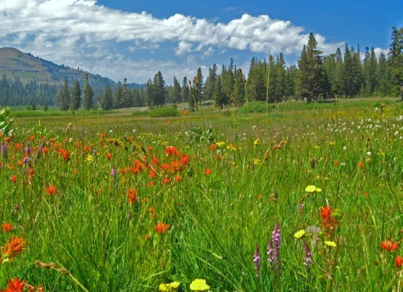 Tahoe Rim Trail