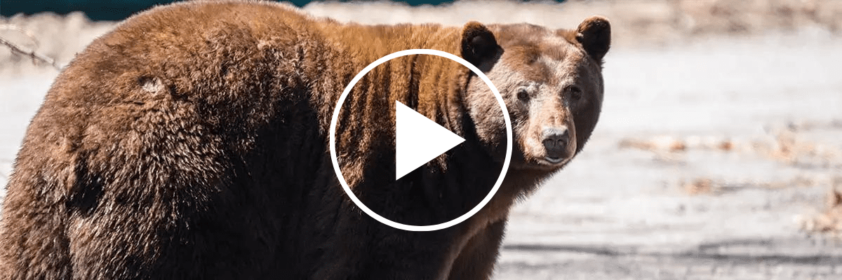 Bear in Lake Tahoe